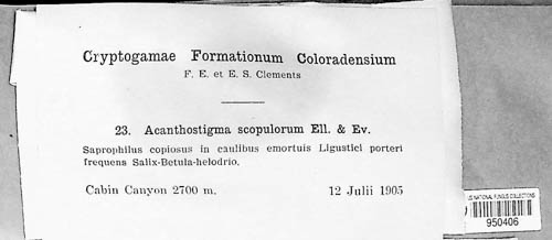 Acanthostigma scopulorum image